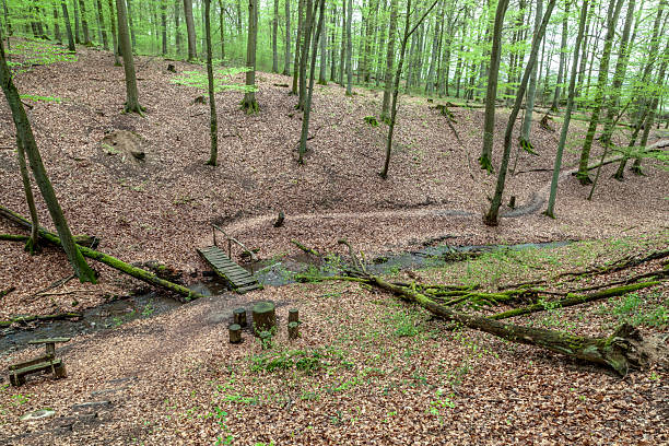 istock beautiful trees in the wild forest 2208489920