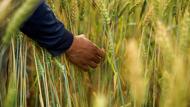 istock Summer wind on barley farm field under rocky mountain with smart farmer. 2208489940