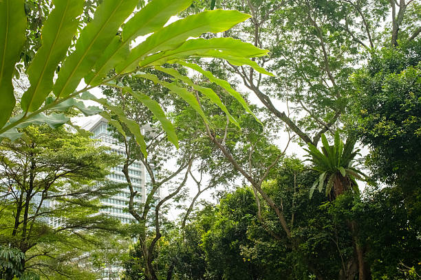 Lush tropical plants bring nature into the city