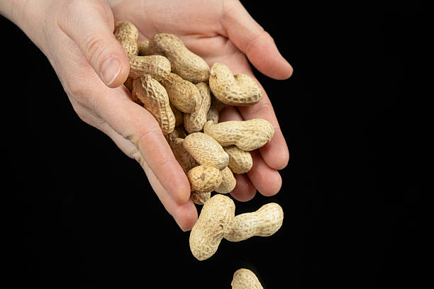 istock Hands pouring whole unpeeled peanuts, black background. 2208490267