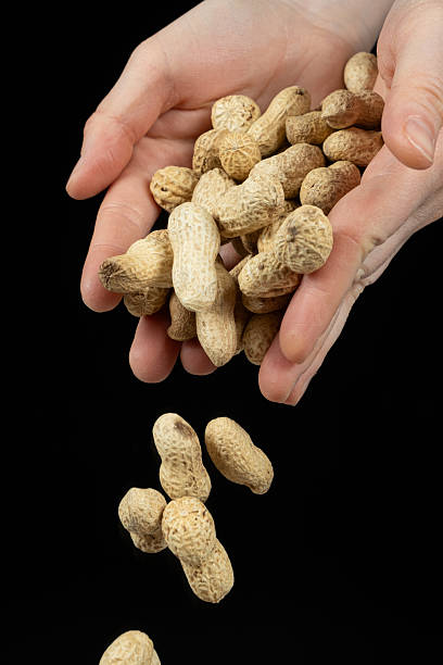 istock Hands pouring whole unpeeled peanuts, black background. 2208490276