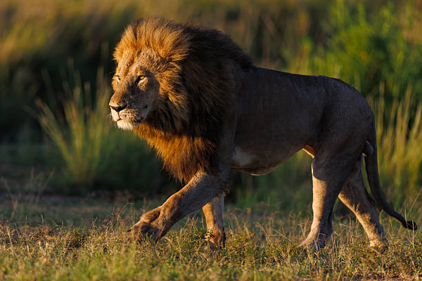 istock Powerful young lion walking at sunrise 2208492681