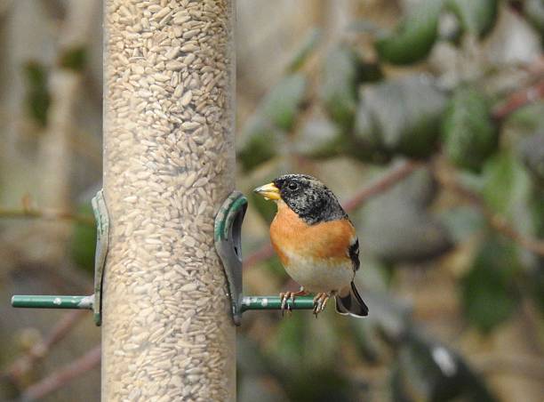 istock Close front view of male Brambling with head facing left while perching on the right-hand side of a bird feeder 2208495712