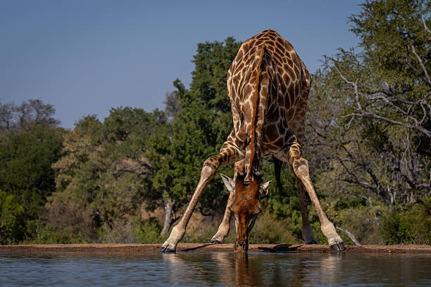 istock Male southern giraffe bending down to drink 2208495769