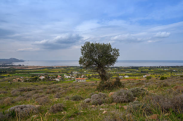 Olive grove outside the Palestinian village of Zababdeh in the West Bank. A dirt road passes through the center of the picture.