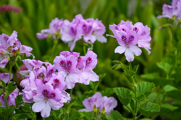 istock Purple flowers in the garden 2208498362