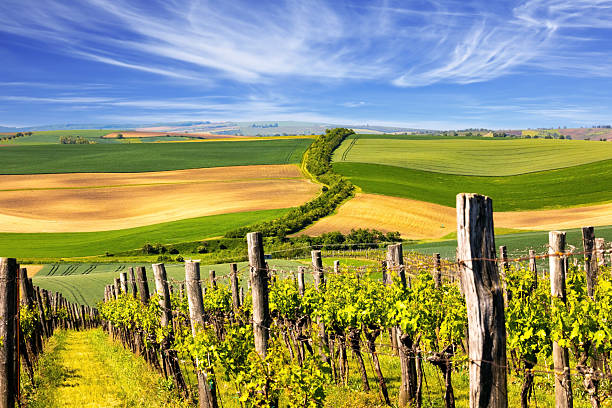 Vineyards. Brightly colored carpets of flowers cover the gentle hills. Spring shoots of different shades picturesquely cover the rural fields. South Moravia.