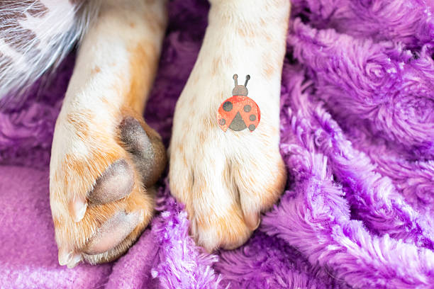 Close-up of beagle dog paws resting on a soft purple blanket, featuring a ladybug sticker adhered to one paw, creating a heartwarming scene of comfort and playfulness