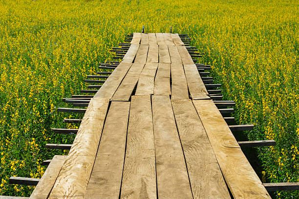 istock Wood platform walkway at flowers garden. 2208500548