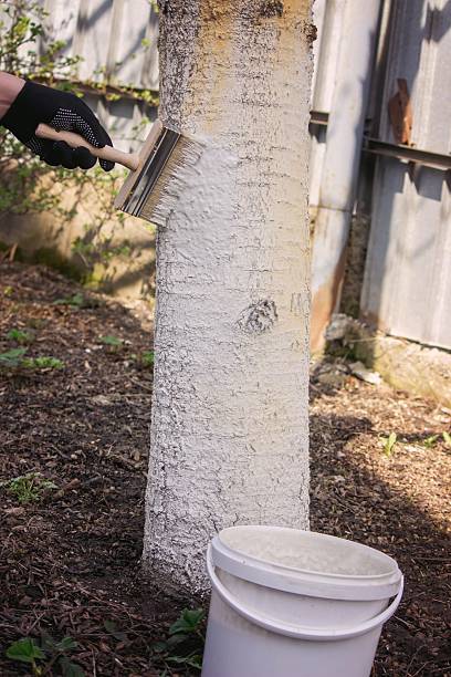 istock a farmer treats a tree trunk with a protective white paint against pests. treating trees 2208502641