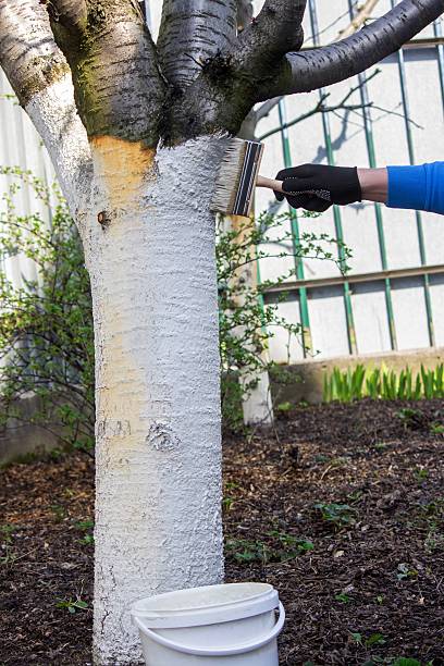 istock a farmer treats a tree trunk with a protective white paint against pests. treating trees 2208502659