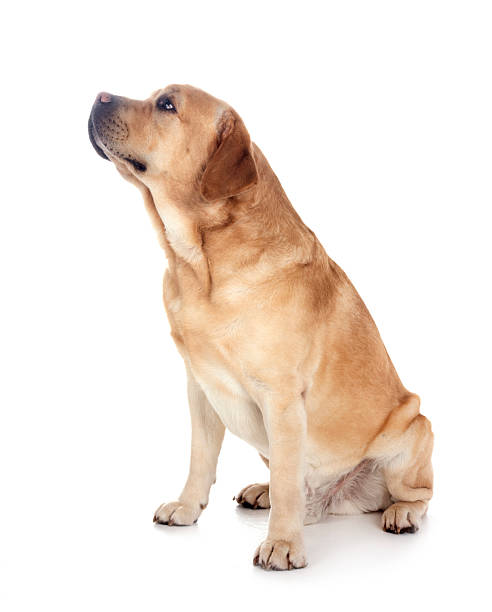istock adult labrador retriever 2208503179