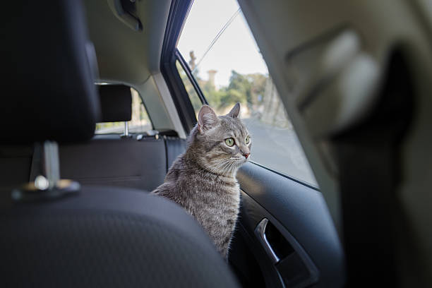 istock Beautiful cat in the car 2208504198