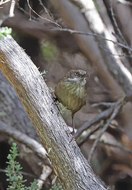 istock Tasmanian Scrubwren 2208505077
