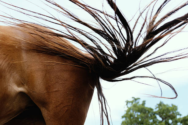 Sorrel horse tail flick closeup for equine animal art.