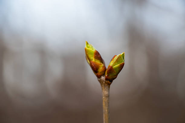 istock Spring awakening, close-up of tree bud bursting into leaves against a blurred background 2208507817