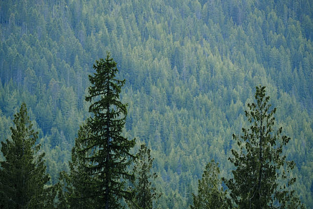Untamed and Rugged Yaak Wilderness Trail