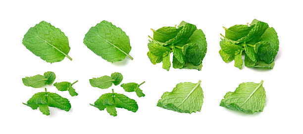 istock Mint Leaf Isolated, Fresh Menthol Leaves, Green Spearmint, Menthol Herb, Mint Leaf 2208508620