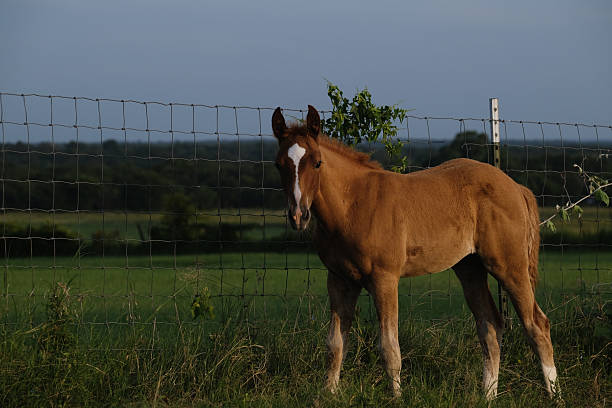 istock Foal horse on Texas ranch during summer morning 2208508647