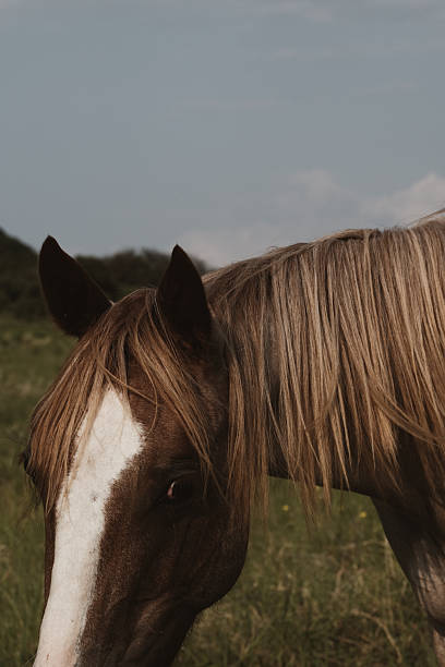 Young horse head closeup in vintage style vertical image in Texas ranch field.