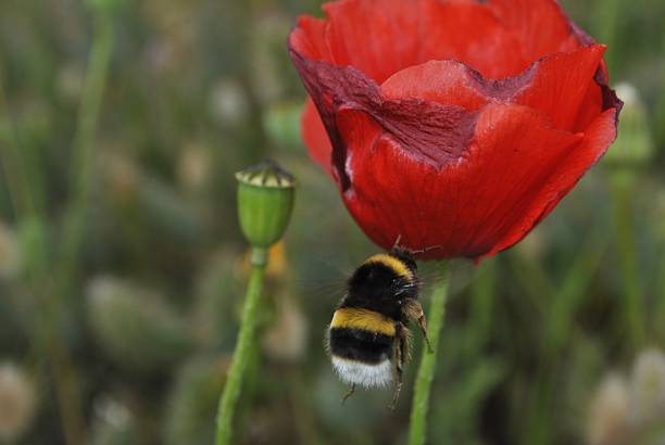 A bumblebee flies on red poppy flower.