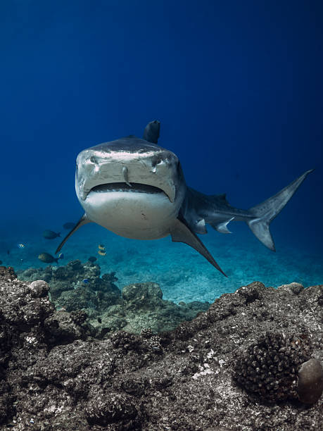 istock Tiger shark underwater in blue ocean. Shark may attack 2208509700