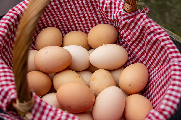 Little girl looking at brown hen and asking for more eggs