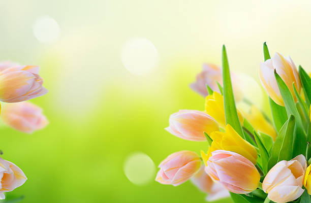Pink blooming tulips and iris flowers close up over defocused background