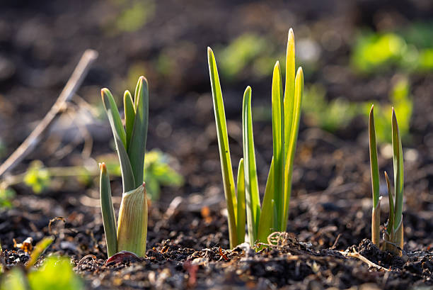 istock Young green onion plants growing in fertile soil in spring sunlight 2208511889