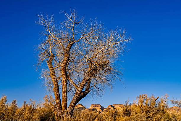Flowering Mesquite trees in Arizona mountain desert backyard in spring time