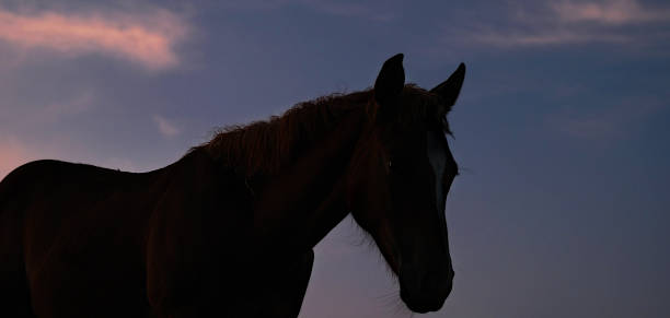 istock Horse silhouette sunrise sky background 2208513257