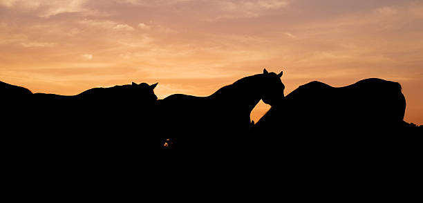 Silhouette of horses during sunrise on rural Texas ranch as banner image.