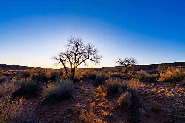 istock Cottonwood Trees in Early Spring Capitol Reef 2208514134
