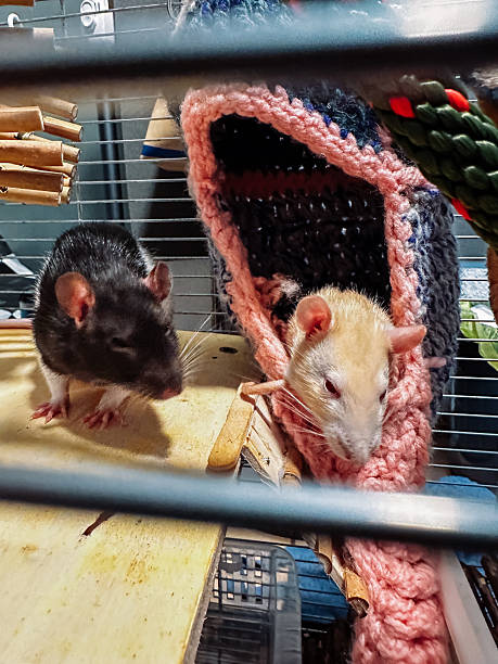 istock Two rats are in a cage with a pink blanket 2208514267