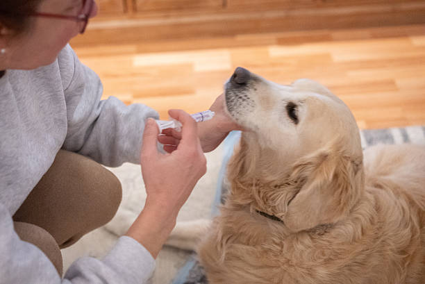 istock A Golden Retriever takes her medicine with a plastic syringe 2208515617