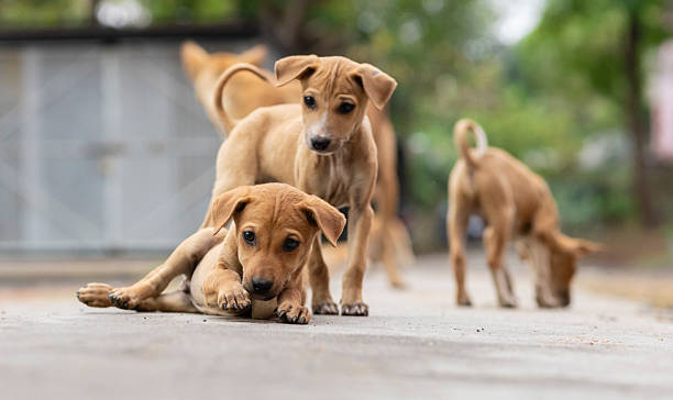 istock Indian street dogs 2208516363