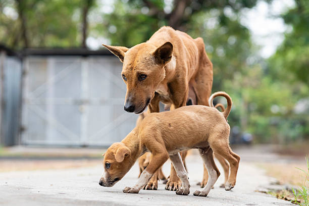 istock Indian street dogs 2208516364