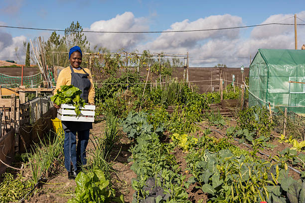 istock Farmer carrying freshly harvested vegetables in orchard 2208516470