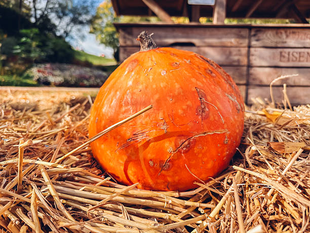 istock Large orange pumpkin sits on a pile of straw 2208517173