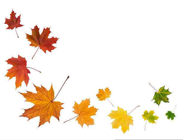 istock Set of maple leaves lying in row isolated on white background with clipping path. Gradient of maple leaves from green to dark red. Banner. Element for design. 2208518987