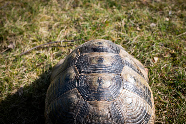 Close-up of a turtle and its shell taken on a spring day in a meadow. This reptile species can reach considerable size and live for many years