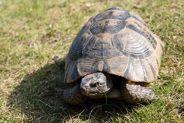 istock A turtle (Testudo Hermanni) walking and eating grass in a meadow 2208519213