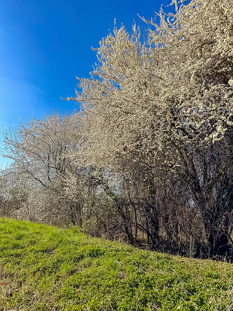 istock Blooming White Trees Against Blue Sky, Springtime Blossom, Lush Green Grass, Sunny Day, Nature 2208519323