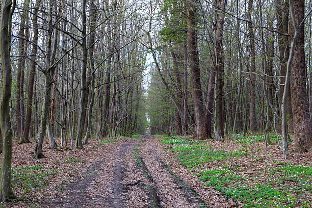 A forest road covered with fallen leaves runs through a spring forest. Tall trees with thin branches reach towards the sky, their young leaves just beginning to unfold, creating diffused light.
