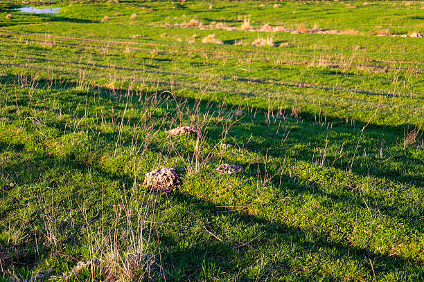 Green field with young grass, illuminated by bright sunlight. Several mounds of soil, thrown out by moles, are visible on the ground surface. The grass has a rich green color with individual dry stems.
