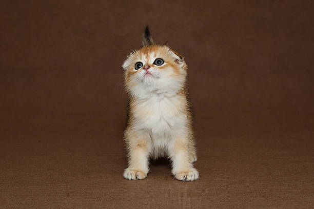istock Portrait of a small Scottish fold kitten 2208522119