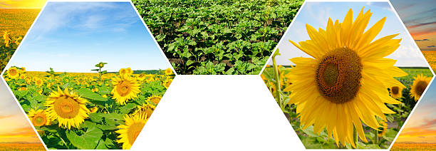 istock Field with sunflower flowers and blue sky. Collage. 2208522467