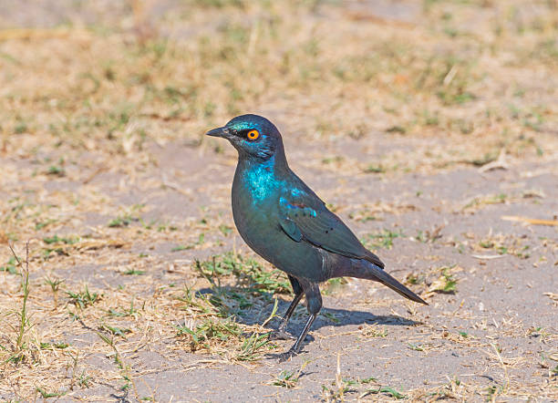 Cape Starling in the Savannah in Hwange National Park in Zimbabwe