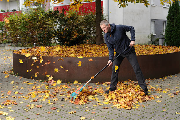 A man rakes the fallen leaves of a maple tree.
