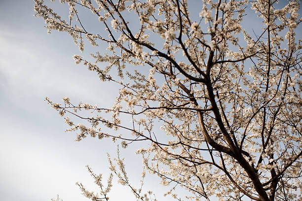 Blooming almond trees with flowers in garden close up. Springtime.